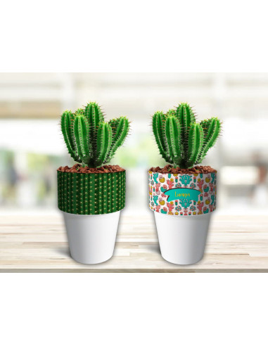 VASOS/MACETAS CACTUS