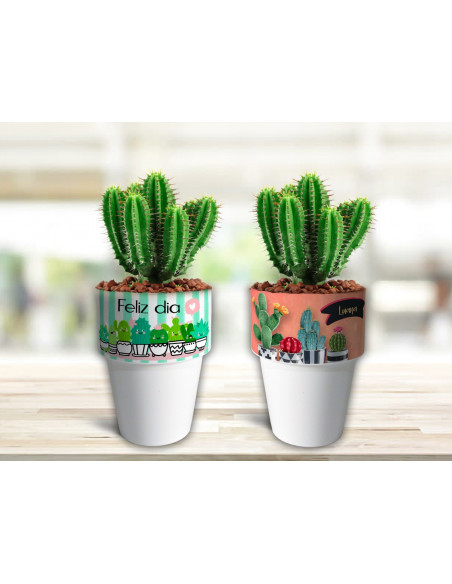 VASOS/MACETAS CACTUS