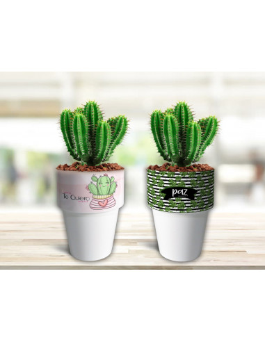 VASOS/MACETAS CACTUS