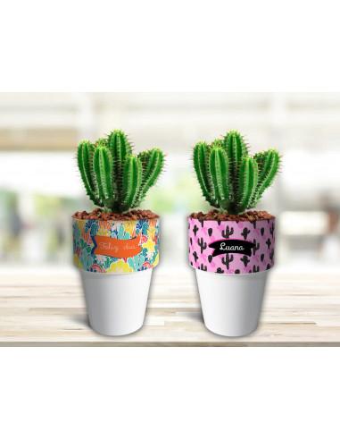 VASOS/MACETAS CACTUS